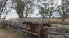 991 Cecil Plains - Moonie Road, Cecil Plains, Qld 4407-Image