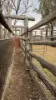 991 Cecil Plains - Moonie Road, Cecil Plains, Qld 4407-Image