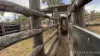 991 Cecil Plains - Moonie Road, Cecil Plains, Qld 4407-Image