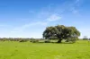 993 Clay Wells Road, Bray, SA 5276-Image