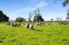 993 Clay Wells Road, Bray, SA 5276-Image