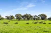993 Clay Wells Road, Bray, SA 5276-Image