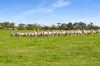 993 Clay Wells Road, Bray, SA 5276-Image
