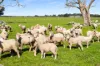 993 Clay Wells Road, Bray, SA 5276-Image