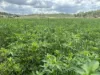 9951 Burnett Highway, Booubyjan, Qld 4601-Image