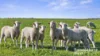 A3 - A9 Kindaruar Road, Milang, SA 5256