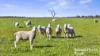 A3 - A9 Kindaruar Road, Milang, SA 5256-Image