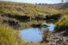 "Abermala Homestead" Enmore Road, Uralla, NSW 2358-Image