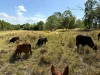 Address available on request, Bloomsbury, Qld 4799-Image