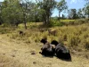 Address available on request, Bloomsbury, Qld 4799-Image