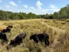 Address available on request, Bloomsbury, Qld 4799-Image