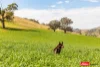 Address available on request, Boorowa, NSW 2586-Image