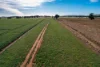 Address available on request, Cootamundra, NSW 2590-Image