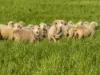 Address available on request, Cootamundra, NSW 2590-Image