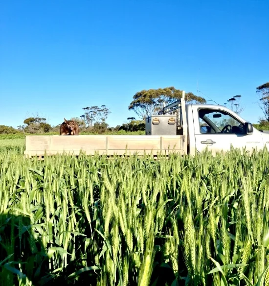 Address available on request, Minnipa, SA 5654