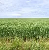 Address available on request, Minnipa, SA 5654-Image
