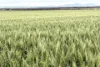 Address available on request, Minnipa, SA 5654-Image