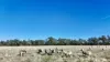 Allotment 39 Paynes Lane, Digby, Vic 3309-Image