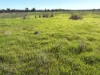 "Bimbimbie" Texas-Yelarbon Road, Texas, Qld 4385-Image