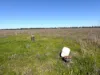 "Bimbimbie" Texas-Yelarbon Road, Texas, Qld 4385-Image