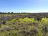 "Bimbimbie" Texas-Yelarbon Road, Texas, Qld 4385-Image