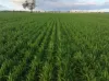 Bongoola Mary Gilmore Way, Bimbi, NSW 2810-Image