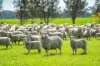 BOOROOL  Mossdale Road, Balldale, NSW 2646-Image