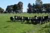 BOOROOL  Mossdale Road, Balldale, NSW 2646-Image
