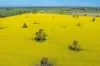 BOOROOL  Mossdale Road, Balldale, NSW 2646-Image