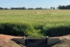 'Cleveland' 163 Holzigals Road, Finley, NSW 2713-Image