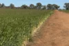 'Cleveland' 163 Holzigals Road, Finley, NSW 2713-Image