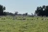 'Cleveland' 163 Holzigals Road, Finley, NSW 2713-Image