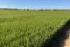 'Cleveland' 163 Holzigals Road, Finley, NSW 2713-Image