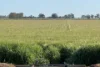 'Cleveland' 163 Holzigals Road, Finley, NSW 2713-Image