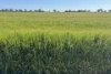 'Cleveland' 163 Holzigals Road, Finley, NSW 2713-Image