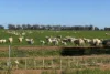 'Cleveland' 163 Holzigals Road, Finley, NSW 2713-Image