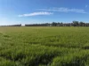 'Cleveland' 163 Holzigals Road, Finley, NSW 2713-Image