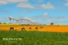 Dandaragan Road, Dandaragan, WA 6507-Image