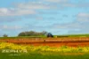 Dandaragan Road, Dandaragan, WA 6507-Image