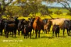 Dandaragan Road, Dandaragan, WA 6507-Image