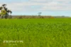 Dandaragan Road, Dandaragan, WA 6507-Image