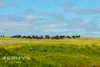 Dandaragan Road, Dandaragan, WA 6507-Image