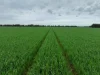 - Drummartin Road, Drummartin, Vic 3570