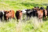 “DUNOON”, Culcairn, NSW 2660-Image