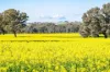 “DUNOON”, Culcairn, NSW 2660-Image