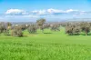 “DUNOON”, Culcairn, NSW 2660-Image