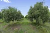 . Echuca Serpentine Road, Serpentine, Vic 3517-Image