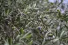 . Echuca Serpentine Road, Serpentine, Vic 3517-Image
