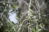 . Echuca Serpentine Road, Serpentine, Vic 3517-Image