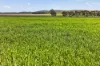 'Farrell Flat Block' Booborowie Road, Farrell Flat, SA 5416-Image